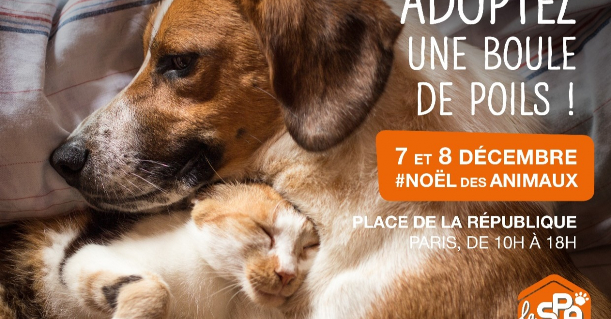 Quels animaux à la SPA ?