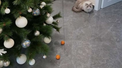 Illustration : Effrayé par "un champ de force", ce chat découvre la magie du sapin de Noël ! 