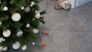 Illustration : Effrayé par "un champ de force", ce chat découvre la magie du sapin de Noël ! 