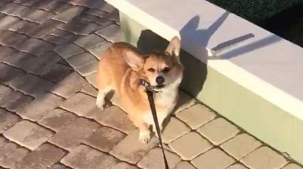 Illustration : Un maître et son Corgi se retrouvent coincés dans un parc, lors d'une sortie "forcée" !