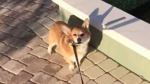 Illustration : Un maître et son Corgi se retrouvent coincés dans un parc, lors d'une sortie "forcée" !