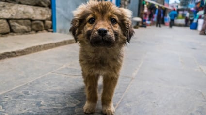 Illustration : Les autorités de Dar Bouazza, au Maroc, pointées du doigt après l’abattage de dizaines de chiens