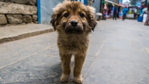 Illustration : Les autorités de Dar Bouazza, au Maroc, pointées du doigt après l’abattage de dizaines de chiens