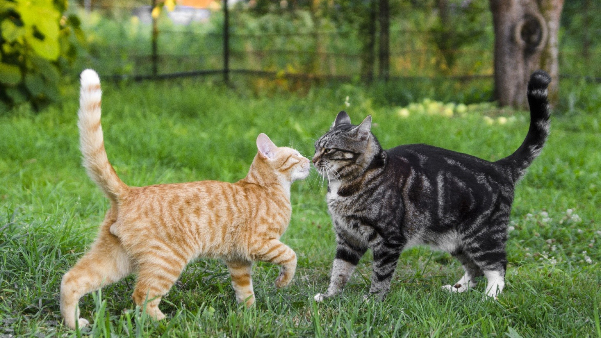 Le langage corporel des chats : Comprendre ce que votre chat