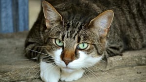 Illustration : Un chat grièvement blessée par un tir de carabine à plomb dans le Finistère