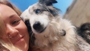 Illustration : Une femme loue un avion et promet une belle récompense pour retrouver son chien volé