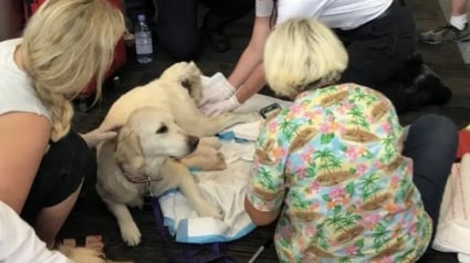 Illustration : Une chienne d’assistance donne naissance à ses chiots à l'aéroport juste avant l'embarquement