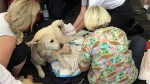 Illustration : Une chienne d’assistance donne naissance à ses chiots à l'aéroport juste avant l'embarquement