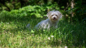 Illustration : Dordogne : un Bichon tué par un autre chien, sa propriétaire condamnée à l'euthanasier