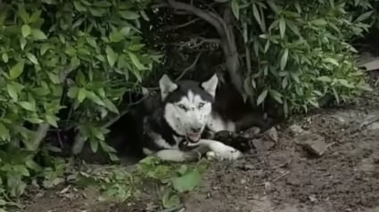 Illustration : Sauvetage d’un husky sibérien et ses petits abandonnés, ils étaient infestés par les mouches ! 