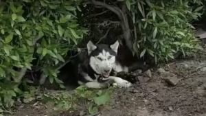 Illustration : Sauvetage d’un husky sibérien et ses petits abandonnés, ils étaient infestés par les mouches ! 