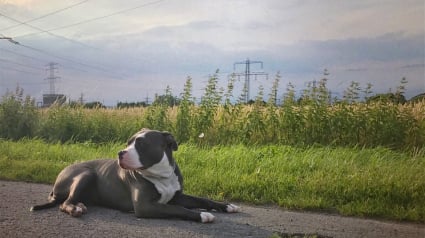 Illustration : Connaissez-vous l’American Bully, la nouvelle coqueluche des Français ? 