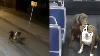 Illustration : Une conductrice de bus fait monter 2 chiens perdus pour les aider à retrouver leur famille