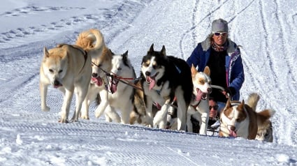 Illustration : Le sort des chiens Huskies, exploités par le tourisme en Laponie, inquiète