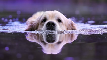 Illustration : Un pratiquant d’aviron tarnais sauve un chiot de la noyade en plein milieu d'une rivière ! 