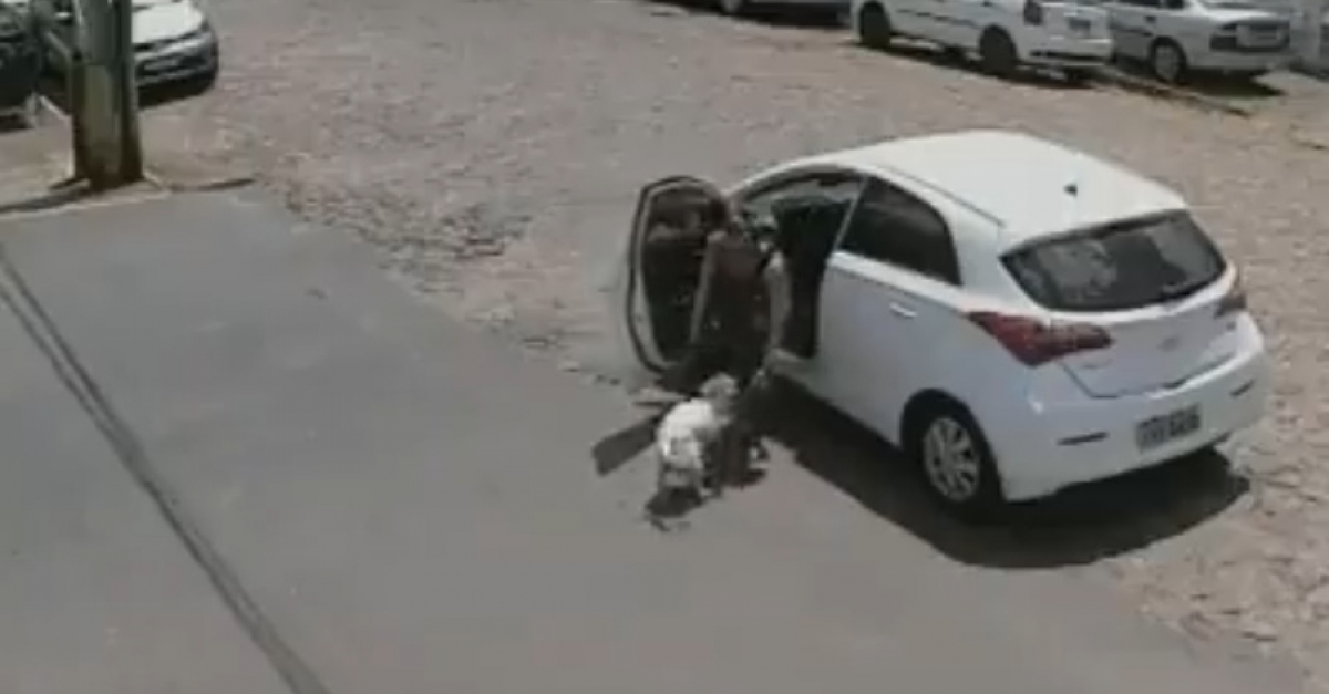 Vidéo Elle Abandonne Lâchement Son Chien Handicapé En