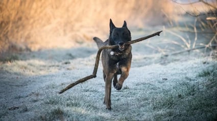 Illustration : Une femme décède dans un parc de dressage attaquée par son chien 