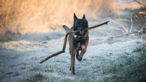 Illustration : Une femme décède dans un parc de dressage attaquée par son chien 