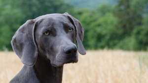 Illustration : Un chien de chasse reste coincé 24 heures dans une faille avant d'être sauvé par les pompiers ! 