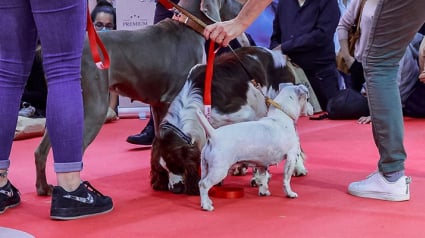 Illustration : Le Paris Animal Show s’apprête à vivre sa 5e édition avec une grande nouveauté : le show adoption