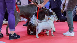 Illustration : "Le Paris Animal Show s’apprête à vivre sa 5e édition avec une grande nouveauté : le show adoption"