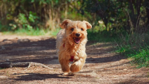 Illustration : Coincé une journée dans un terrier, un chien regagne tout seul son domicile !