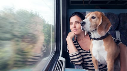 Illustration : Chats et chiens autorisés dans les transports en commun toulousains ? C’est la proposition du Parti Animaliste, candidat aux municipales