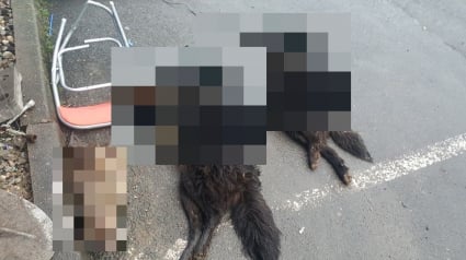 Illustration : 2 cadavres de chiens et une tête de gibier découverts dans un sac en Moselle