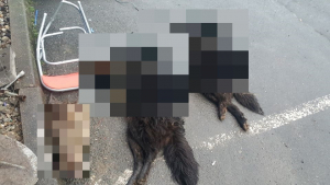 Illustration : 2 cadavres de chiens et une tête de gibier découverts dans un sac en Moselle