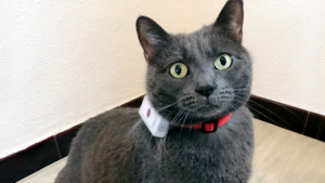 Illustration : Collier GPS pour chat Weenect Cats 2 : Woopets a testé pour vous !