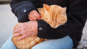 Illustration : Noyer votre chat sous les caresses, c’est l’énerver à coup sûr !