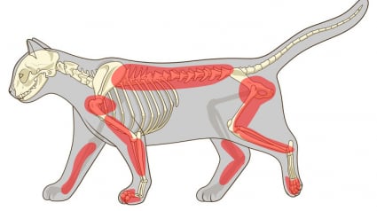 Illustration : 6 raisons de ne jamais dégriffer son chat !