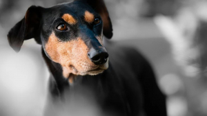 Illustration : "Une femme retrouvée morte, ses chiens avaient commencé à lui manger le visage"