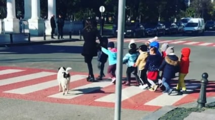 Illustration : Un chien arrête la circulation pour permettre à des enfants de traverser la rue