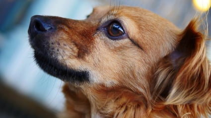 Illustration : Un chien sauvé par les passants alors qu'il était pendu par son maître, il a été interpellé !