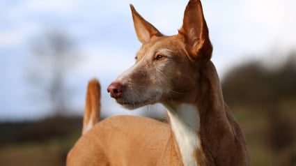 Illustration : Une fédération d’associations lance une campagne de sensibilisation contre la maltraitance des chiens lévriers en Espagne