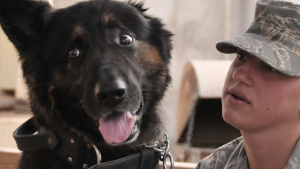 Illustration : En Californie, l’adoption des chiens et chats dans les refuges est désormais gratuite pour les anciens militaires