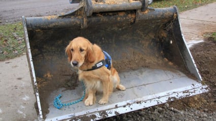 Illustration : En Belgique, ces chiens sont spécialement formés pour sauver d'autres espèces en danger 