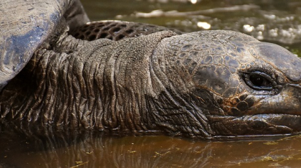 Illustration : Une expédition dans les Galápagos découvre 30 tortues appartenant à des espèces disparues