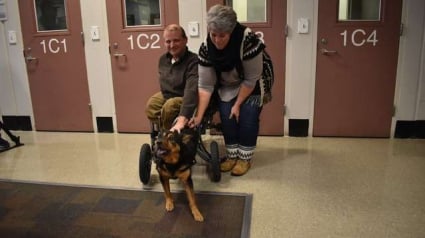 Illustration : Adopté à 4 reprises et rendu à chaque fois, un chien handicapé attendait désespérément la famille idéale