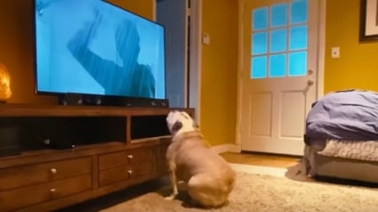 Illustration : L’adorable réaction d’un chien regardant un grand classique d’Hitchcock