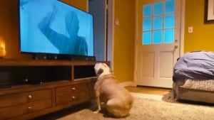 Illustration : L’adorable réaction d’un chien regardant un grand classique d’Hitchcock