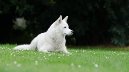 Illustration : Le bonheur total après l’enfer : la vie d'un chien sauvé par 30 Millions d’Amis a changé du tout au tout