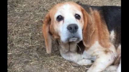 Illustration : One Voice sauve 16 chiens détenus dans de mauvaises conditions par un chasseur, des dizaines d’autres s’y trouvent encore