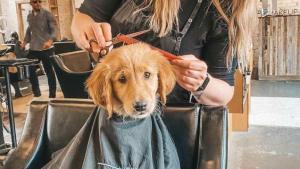 Illustration : Ce chien se sent tellement bien chez le coiffeur qu'il s'y fait lui même coiffer ! 