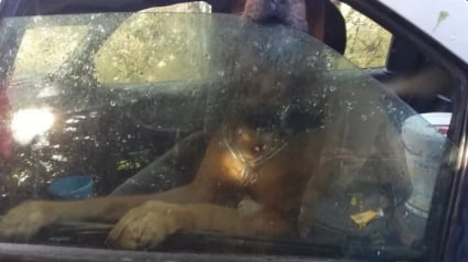 Illustration : Le chien qui vivait dans une voiture à Brest a été confié à une famille d’accueil