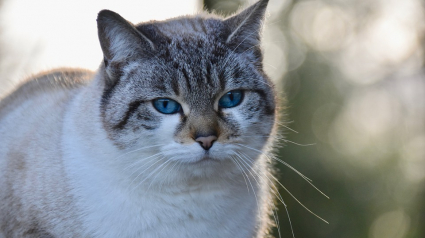 Illustration : Une chatte disparue depuis 6 ans, retrouvée à 800 km de son domicile