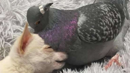 Illustration : Un petit chien et un pigeon forment un duo d’amis aussi improbable qu’adorable