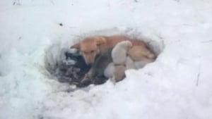 Illustration : Une chienne errante sauve ses chiots en creusant un trou dans la neige