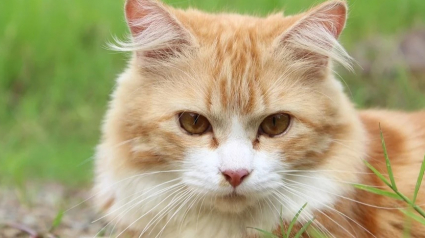 Illustration : Un chat tué par un piège à loup dans le Doubs